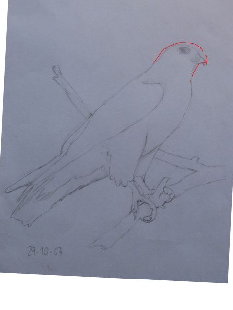 Disegnare gli uccelli - Prima lezione